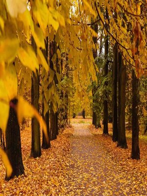 cover image of Every Fallen Leaf